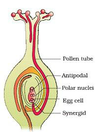 Notes And Questions NCERT Class 12 Biology Chapter 2 Sexual Reproduction in Flowering Plants