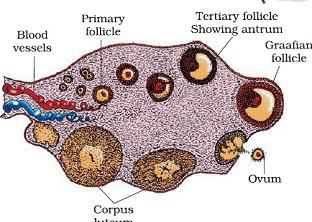 Notes And Questions NCERT Class 12 Biology Chapter 3 Human Reproduction