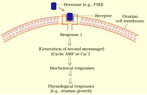 Notes And Questions NCERT Class 11 Biology Chapter 22 Chemical Coordination and Integration