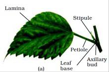 Notes And Questions NCERT Class 11 Biology Chapter 5 Morphology of Flowering Plants