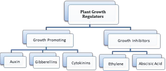 Notes And Questions NCERT Class 11 Biology Chapter 15 Plant Growth and Development