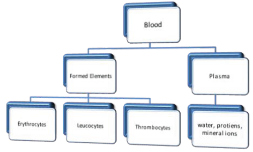 Notes And Questions NCERT Class 11 Biology Chapter 18 Body Fluids and Circulation