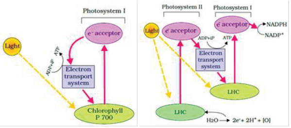 Notes And Questions NCERT Class 11 Biology Chapter 13 Photosynthesis in Higher Plants