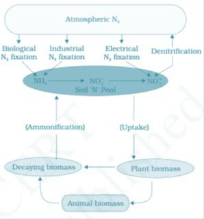 Notes And Questions NCERT Class 11 Biology Chapter 12 Mineral Nutrition