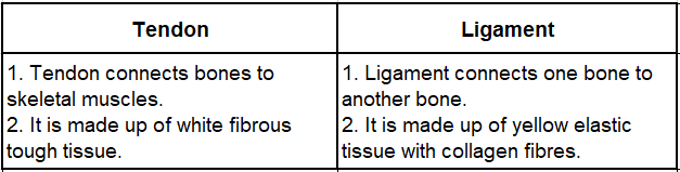 Notes And Questions NCERT Class 11 Biology Chapter 7 Structural Organisation in Animals