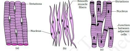 Notes And Questions NCERT Class 11 Biology Chapter 7 Structural Organisation in Animals