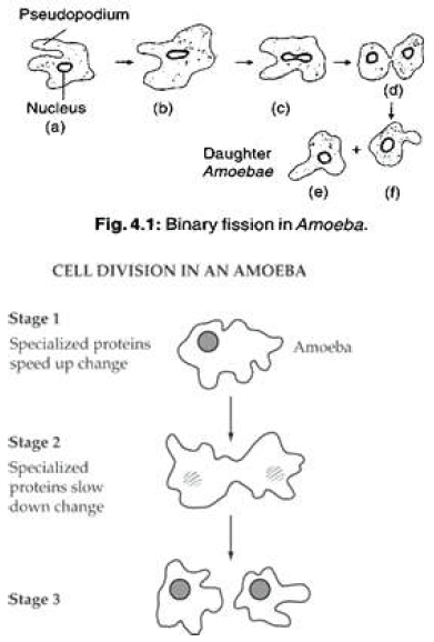 Notes And Questions For NCERT Class 10 Science How Do Organisms Reproduce
