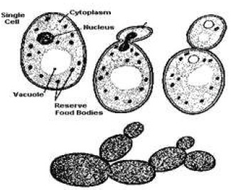 Notes And Questions For NCERT Class 10 Science How Do Organisms Reproduce