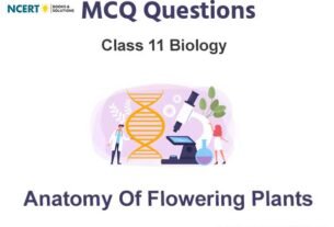 Anatomy of Flowering Plants Class 11 Biology MCQ Questions