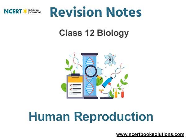 Human Reproduction Class 12 Biology Notes