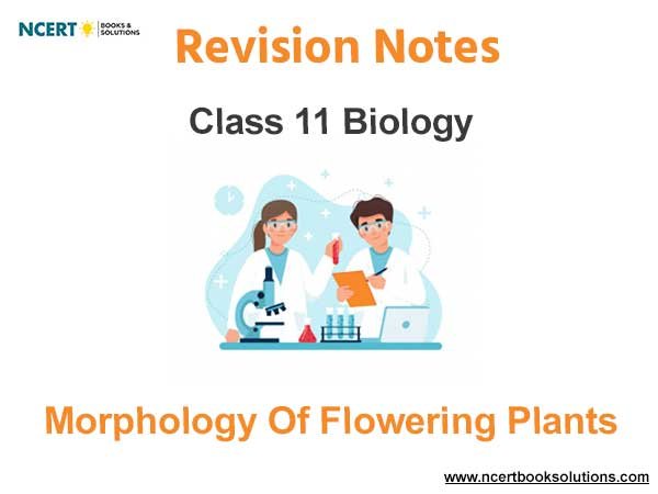 Morphology of Flowering Plants Class 11 Biology Notes