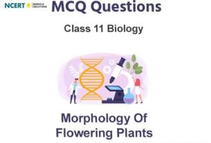 Morphology of Flowering Plants Class 11 Biology MCQ Questions
