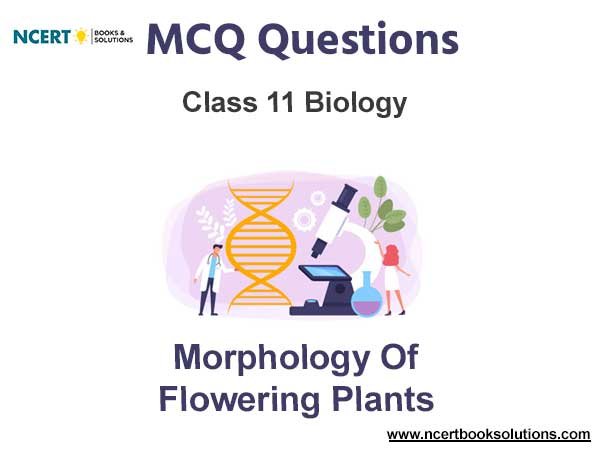 Morphology of Flowering Plants Class 11 Biology MCQ Questions