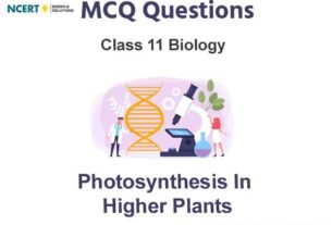 Photosynthesis in Higher Plants Class 11 Biology MCQ Questions