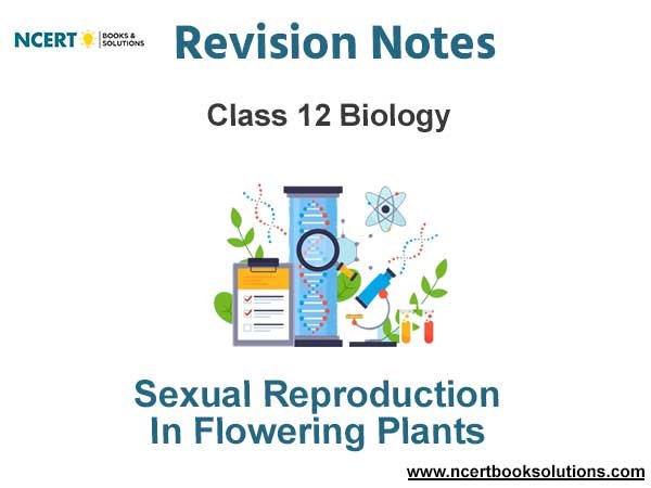 Sexual Reproduction in Flowering Plants Class 12 Biology Notes