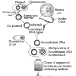 VBQs Class 12 Biology Biotechnology: and its Application