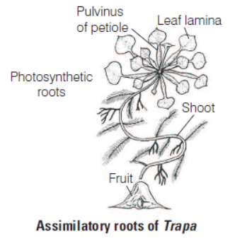 Morphology of Flowering Plants Class 11 Biology Exam Questions