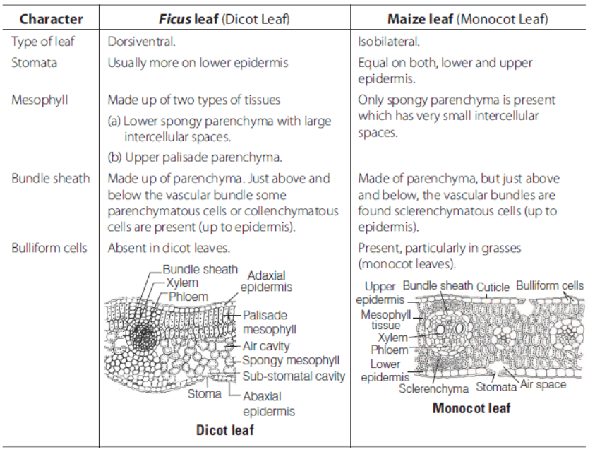 Anatomy of Flowering Plants Class 11 Biology Exam Questions