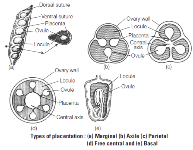 Anatomy of Flowering Plants Class 11 Biology Exam Questions