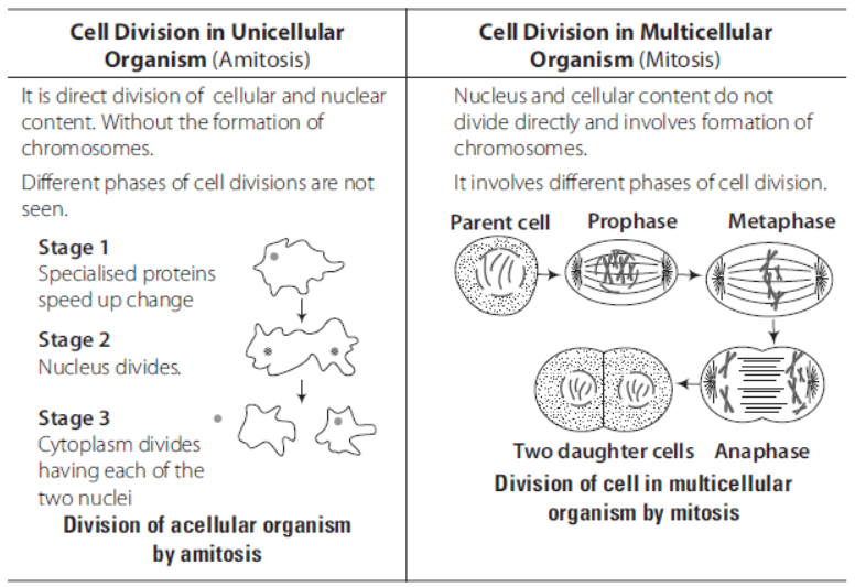 Cell Cycle and Cell Division Class 11 Biology Exam Questions