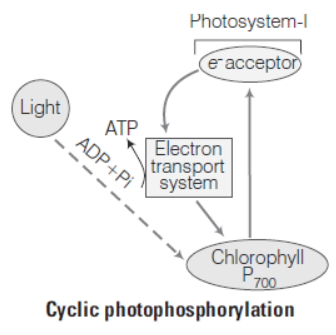 Photosynthesis in Higher Plants Class 11 Biology Exam Questions