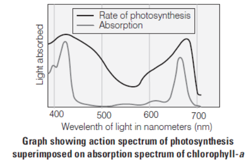 Photosynthesis in Higher Plants Class 11 Biology Exam Questions