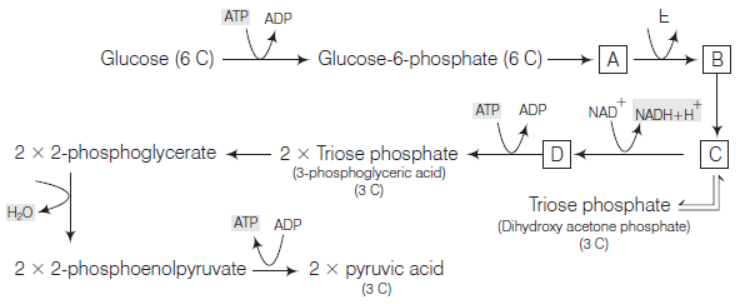 Respiration in Plants Class 11 Biology Exam Questions