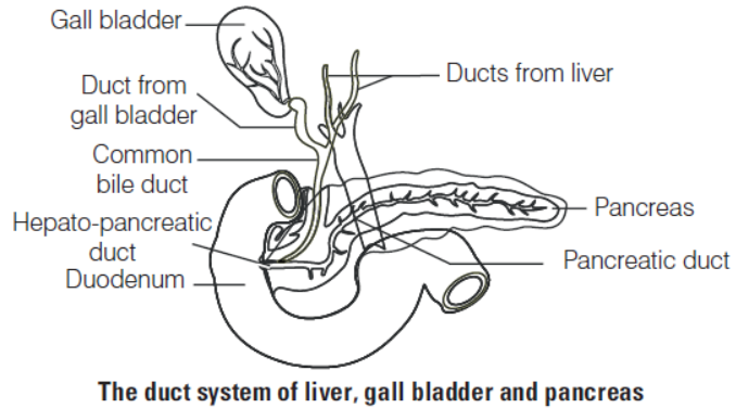Digestion and Absorption Class 11 Biology Exam Questions