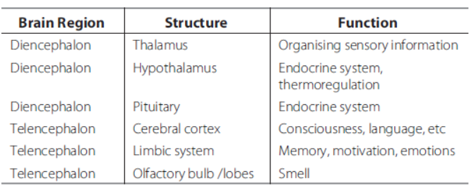 Neural Control and Coordination Class 11 Biology Exam Questions