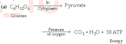 Life Processes Class 10 Science Exam Questions